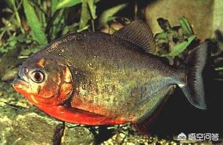 头条问答 4 5厘米的水虎鱼能跟灯科的鱼混养吗 4个回答