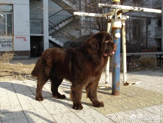 黑色纽芬兰犬:哪种犬类的皮毛是纯黑色的？ 黑色纽芬兰犬多少钱