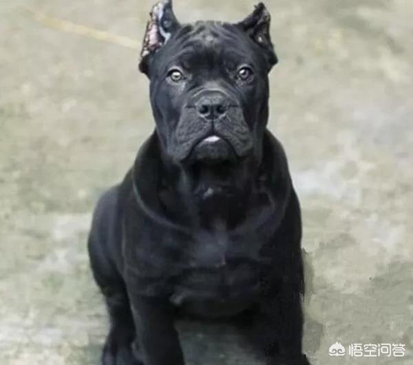 纽芬兰犬会咬人吗:养纽芬兰好还是卡斯罗好？