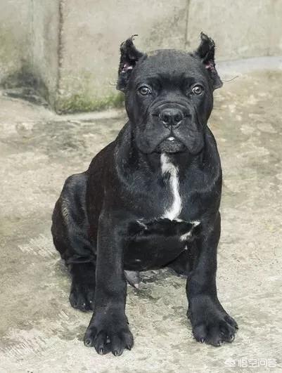 纽芬兰犬会咬人吗:养纽芬兰好还是卡斯罗好？