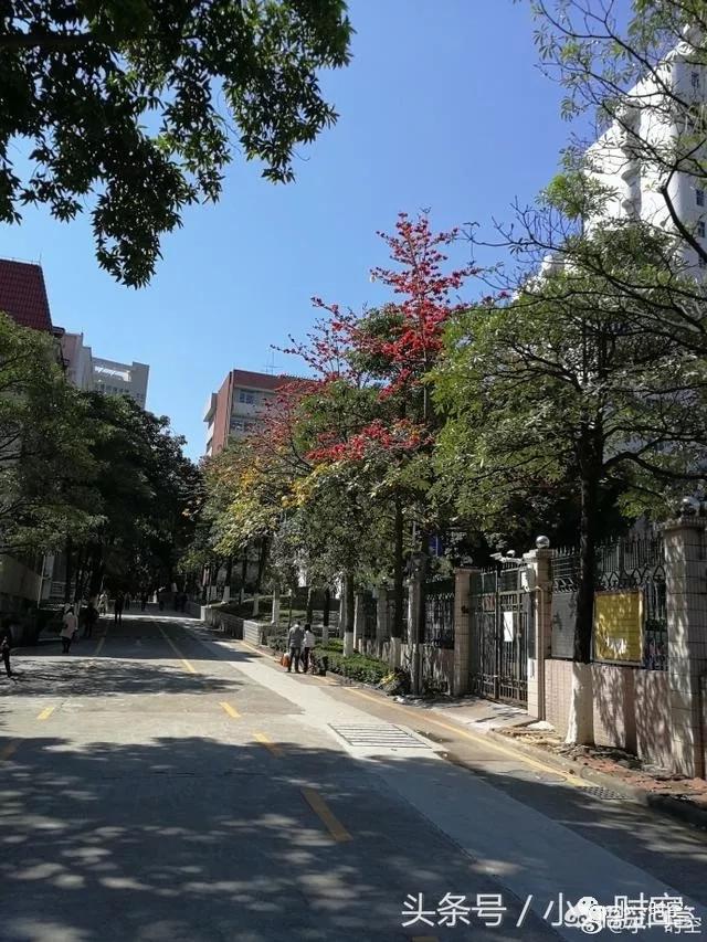 广州市花为什么是木棉？