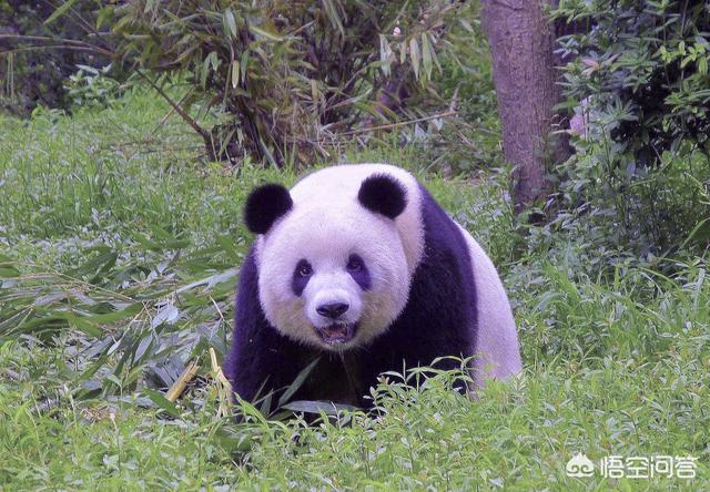 四川大熊猫栖息地:大熊猫以前是四川的名片，为什么现在成了成都的名片了？