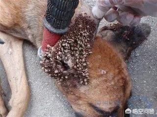 虱子和跳蚤谁吸血多:猫身上的跳蚤和狗身上的跳蚤为什么不同？