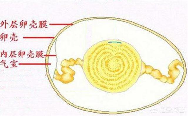 头条问答 为什么鸡蛋煮熟 打开前面一小节是空的呢 知道的来说一下 愣姐虎哥的回答 0赞