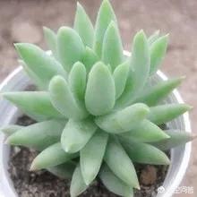 王玉珠帘多肉植物图片:朋友送了一盆多肉，这都是什么品种？该怎么养？