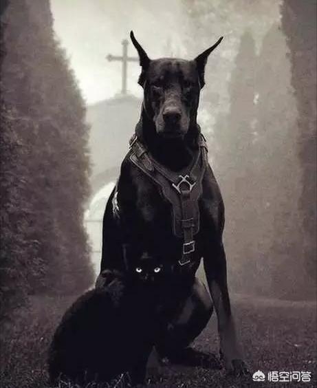 威玛猎犬和杜宾:威玛猎犬和杜宾犬的区别 为什么有些威玛犬胆子那么小？