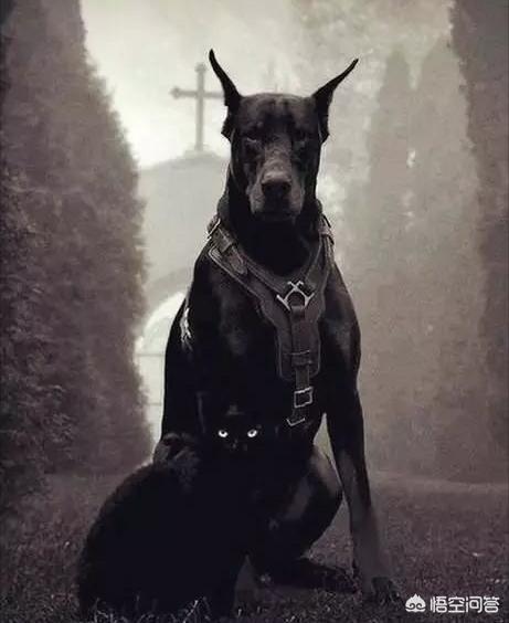 德国名犬图片大全:德国猎梗幼犬如何挑选 ？哪种德国猎梗服从性最好？