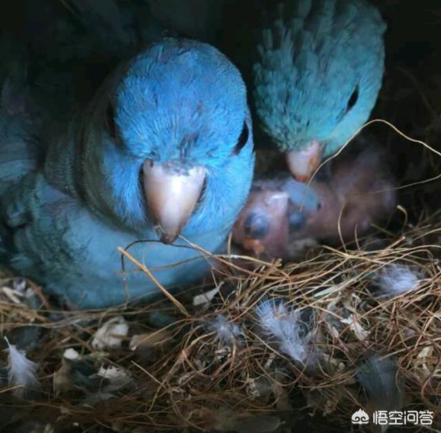 阿得雷德玫瑰鹦鹉弗林德斯山亚种:为什么亚历山大鹦鹉爱咬尾巴毛？