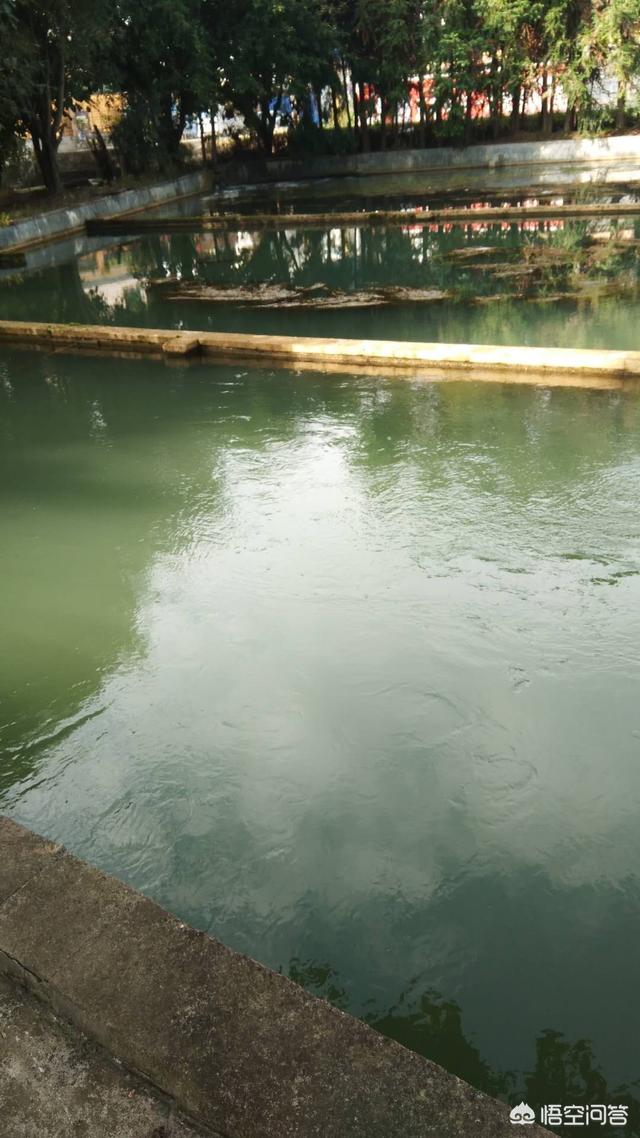 水产养殖中如何正确使用硝化细菌？
