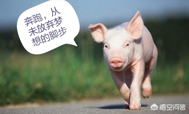 想在山上放养猪,会有多少利润？