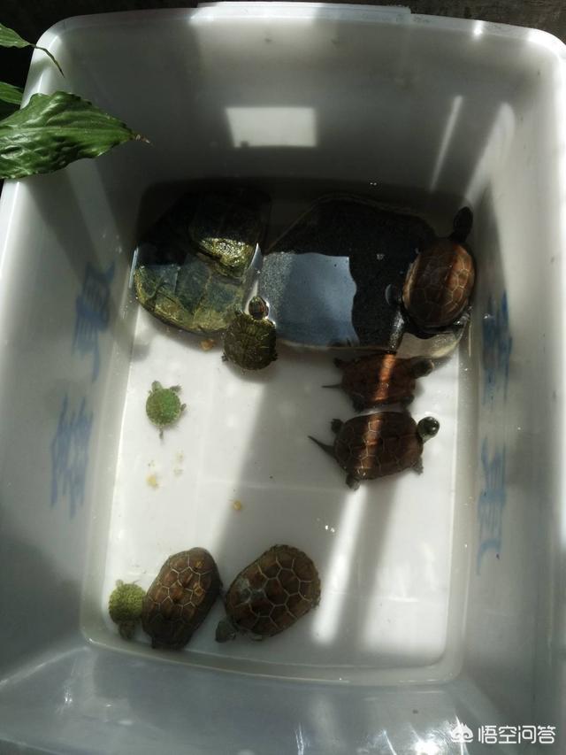 庙龟是水龟吗:亚洲巨龟和庙龟哪个可以长得更大？哪个长得更快？