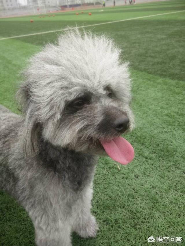 头条问答 狗狗们是色盲吗 羞色敲阔爱的回答 0赞