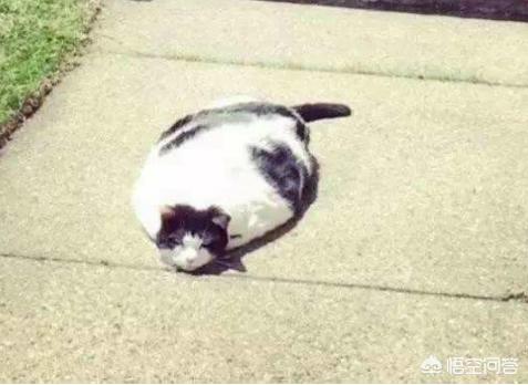 支付宝为什么猫咪能像液体:为什么猫咪身体能像液体一样 猫到底是固态的还是液态的？
