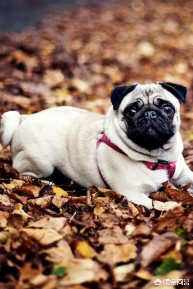 巴哥犬俱乐部巴哥犬聚会:巴哥犬爱干净，又友善，为什么养的人还是那么少？