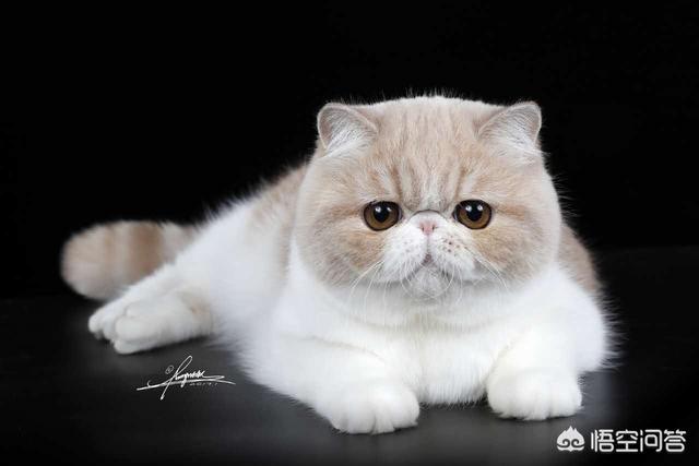 波斯猫和加菲猫外形的区别:长毛加菲和波斯有啥区别？