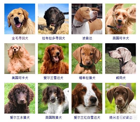 狗狗都有哪些品种？