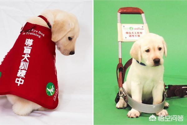 导盲犬价格:基于人工智能的导盲机器犬对盲人一族意味着什么？