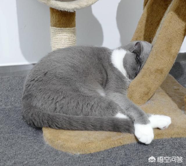 英短蓝猫发情期:我想问一下，英短蓝猫是不是都很调皮啊？