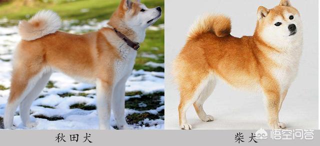 波士顿梗与法斗哪个好:哪些品种的狗长得很像，很容易被认错？