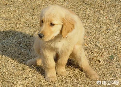 刚买的金毛犬怎么养:如何养一只一岁大的金毛？