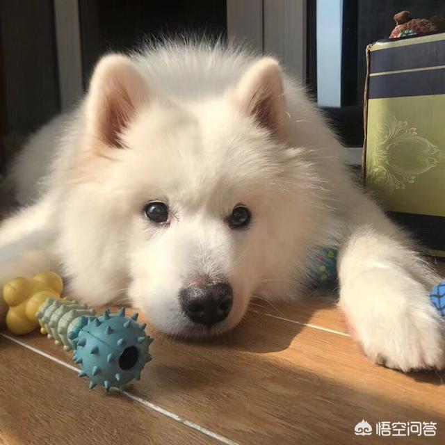 人疯狗病症状都有什么:人和宠物可能共患的疾病有哪些？ 人得疯狗病症状怎么治