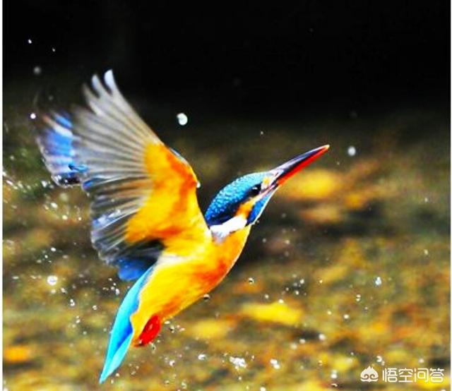 翡翠的种类和颜色种类,翡翠中的红色和黄色怎么样？有价值吗？