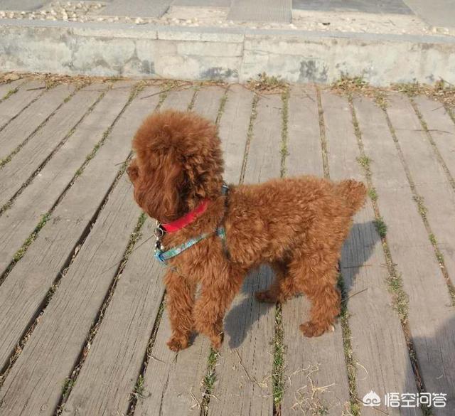 灰色飞耳玩具贵宾犬图片:玩具泰迪和茶杯泰迪犬有什么区别？