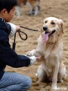 宠物狗知识:你觉得养土狗和养宠物犬有区别吗？有什么区别呢？ 宠物狗知识大全