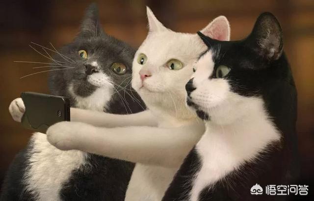 猫咪搞笑图:谁有搞笑的动物、宠物的图片可以分享一下？ 猫咪搞笑图片带字图片