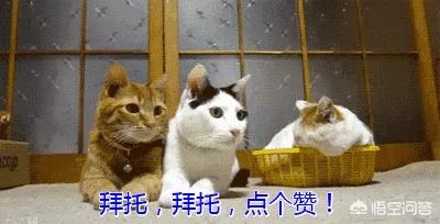 给英短吃的猫饭:英国短毛猫吃什么猫粮好？