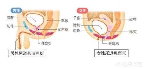 为什么男生小便不需要用纸？