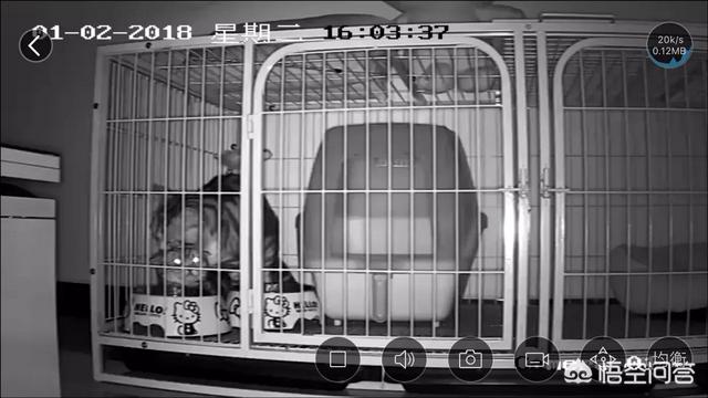 西伯利亚森林猫串布偶:布偶猫可以和哪些猫配种呢？