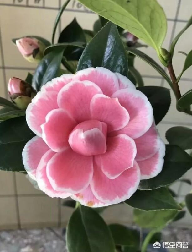 头条问答 - 耐冬山茶花用什么稼接?(4个回答)