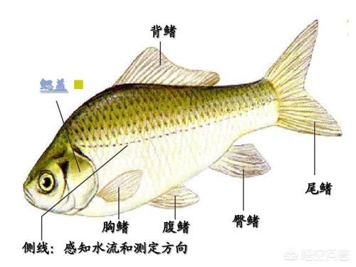 头条问答 蚯蚓并不生活在水下 为何会被用来当鱼饵 土著小怪兽的回答 0赞