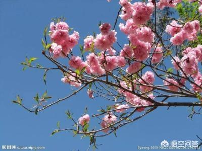 南京鸡鸣寺樱花,在南京哪里可以看到樱花？