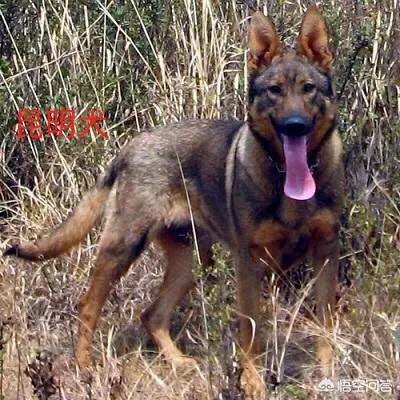 小土狗图片:土狗是否等于田园犬、串串狗？