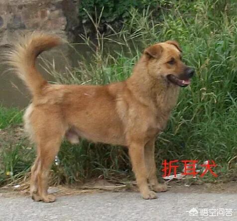 小土狗图片:土狗是否等于田园犬、串串狗？
