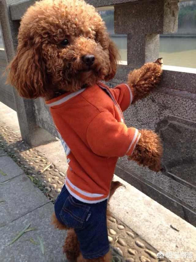 狗的品种图片:想买一个狗狗，怎么选择犬种和购买呢？ 宠物狗的品种及价格图片大全
