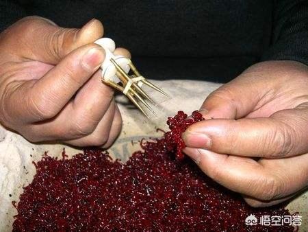 霸王刺皮鱼钓鱼熟练:霸王刺皮鱼在哪里钓 用红虫钓鱼，对人有危害吗？