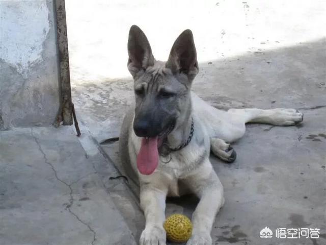 狼青犬打架视频:狼青，昆明犬，马犬还有德牧性格如何？