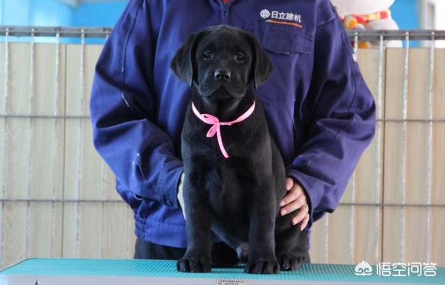 纯种拉布拉多犬简介:我家拉布拉多品种纯不纯？