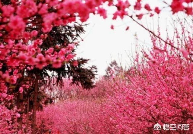 桃树叶的功效与作用,兔子，吃桃树叶子有什么好处？