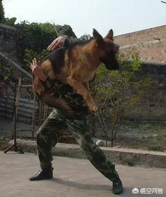 缉毒犬 训练:缉毒犬训练 今后，我们将如何与动物相处？孩子们还能去动物园吗？