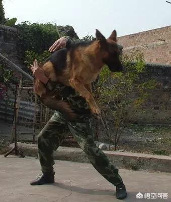 缉毒犬拉布拉多图片:猪能够通过培训成为比狗狗更专业的缉毒者吗？