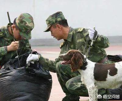 缉毒犬 训练:缉毒犬训练 今后，我们将如何与动物相处？孩子们还能去动物园吗？