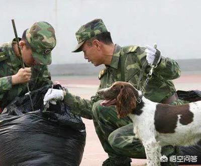 缉毒犬拉布拉多图片:猪能够通过培训成为比狗狗更专业的缉毒者吗？