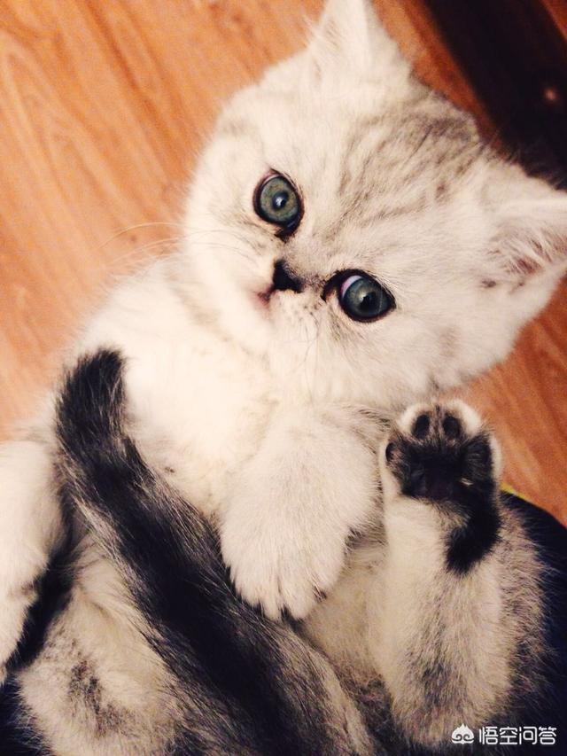 一只没有骨头的小猫咪:一个月大的小猫不吃东西，而且走路根本站不稳，该怎么办？