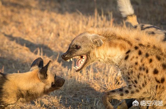 非洲鬣狗,非洲鬣狗和恶狼单挑，谁更厉害？
