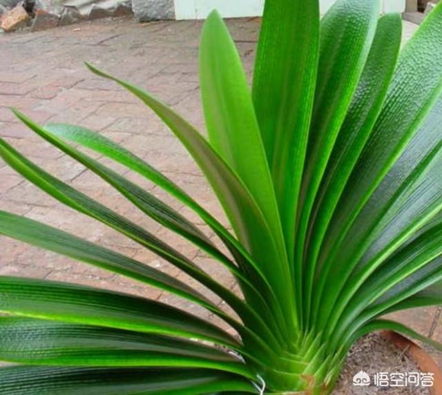 奇异君子兰价格:君子兰的价格为什么能上千万？
