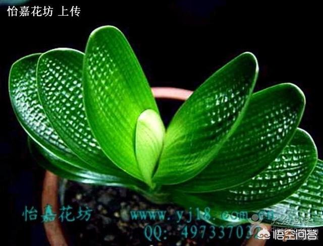 奇异君子兰价格:君子兰的价格为什么能上千万？